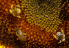 bee types closeup.png