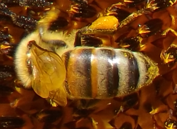 honey bee.png