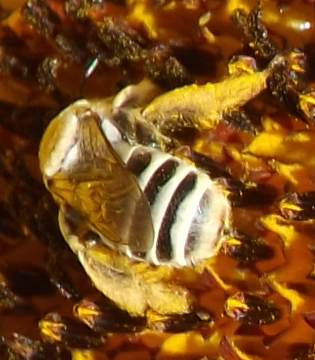 white stripped bee.png
