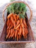carrots.JPG