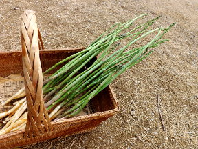 asparagus.JPG