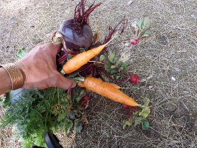 beets_carrots.JPG