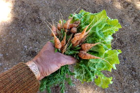 carrots_lettuce.JPG