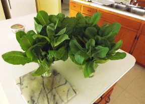 lettuce.JPG