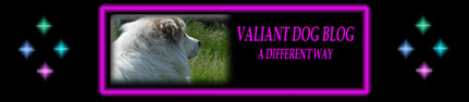 Valiant Dog Blog